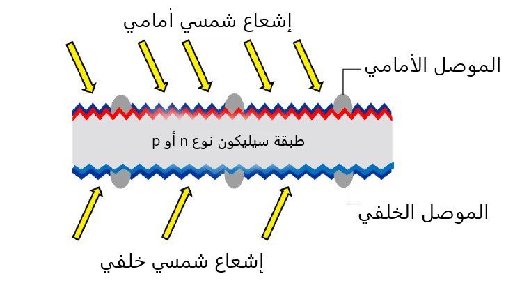 الخلية-ذات-الوجهين
